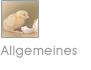 Allgemeine Informationen